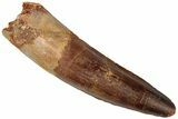 Fossil Spinosaurus Tooth - Real Dinosaur Tooth #310888-1